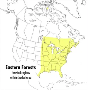 A Peterson Field Guide To Eastern Forests: North America (Peterson Field Guides) by John Kricher||Gordon Morrison||John Kricher [Paperback Book]