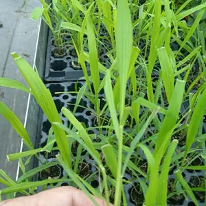 Citronella Grass Starter Plant (Cymbopogon Nardus)