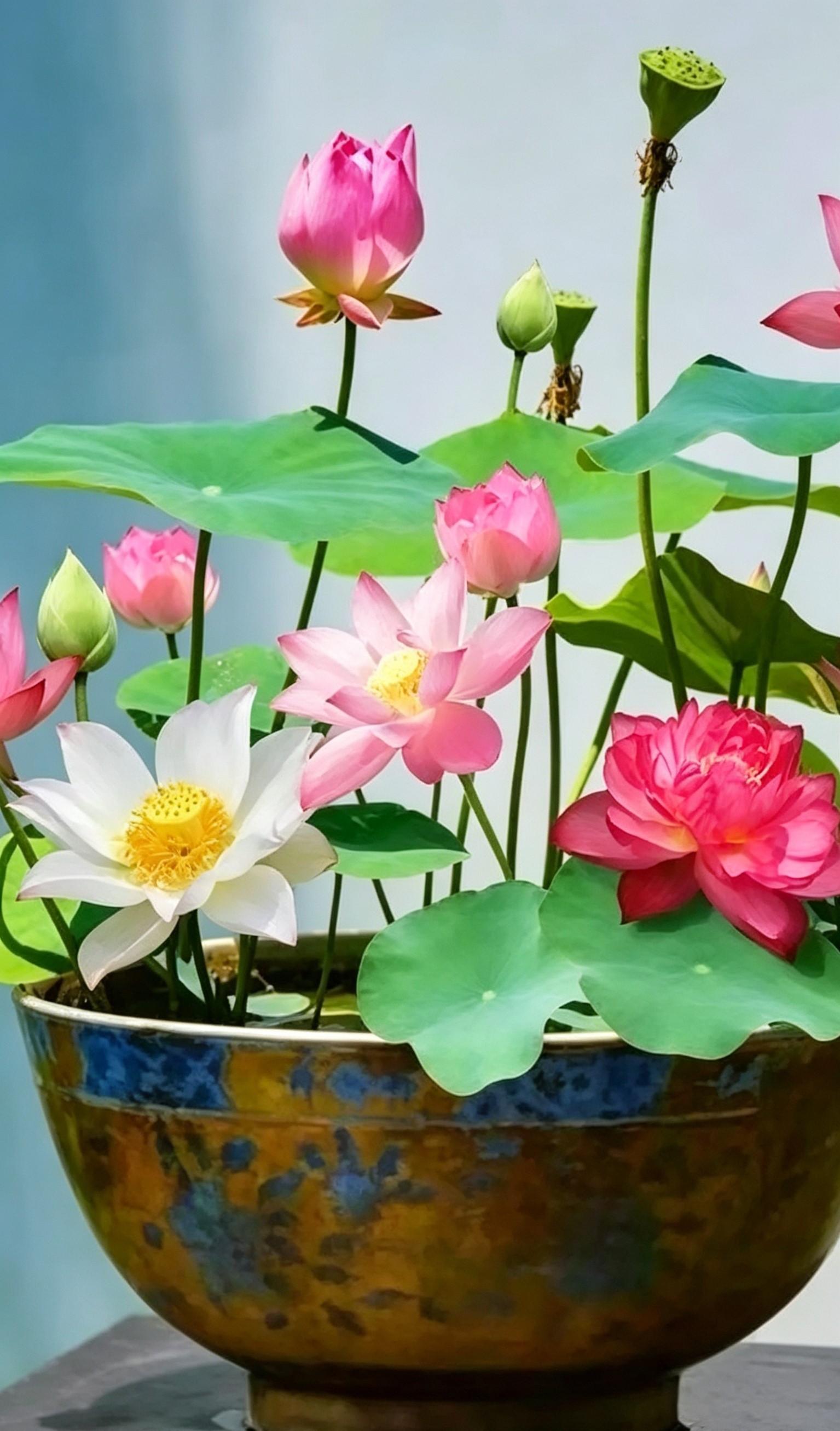 60 Pcs Mixed Rainbow Bowl Lotus Seeds - Vibrant Water Lily Seeds for Patio Ponds and Indoor Aquatic Gardening
