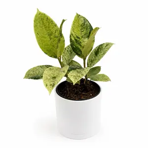 Variegated Ficus Shiveriana (moonshine) 6” pot House Plant - Rare Unique Leaves, Indoor Decorative Plant for Beginners