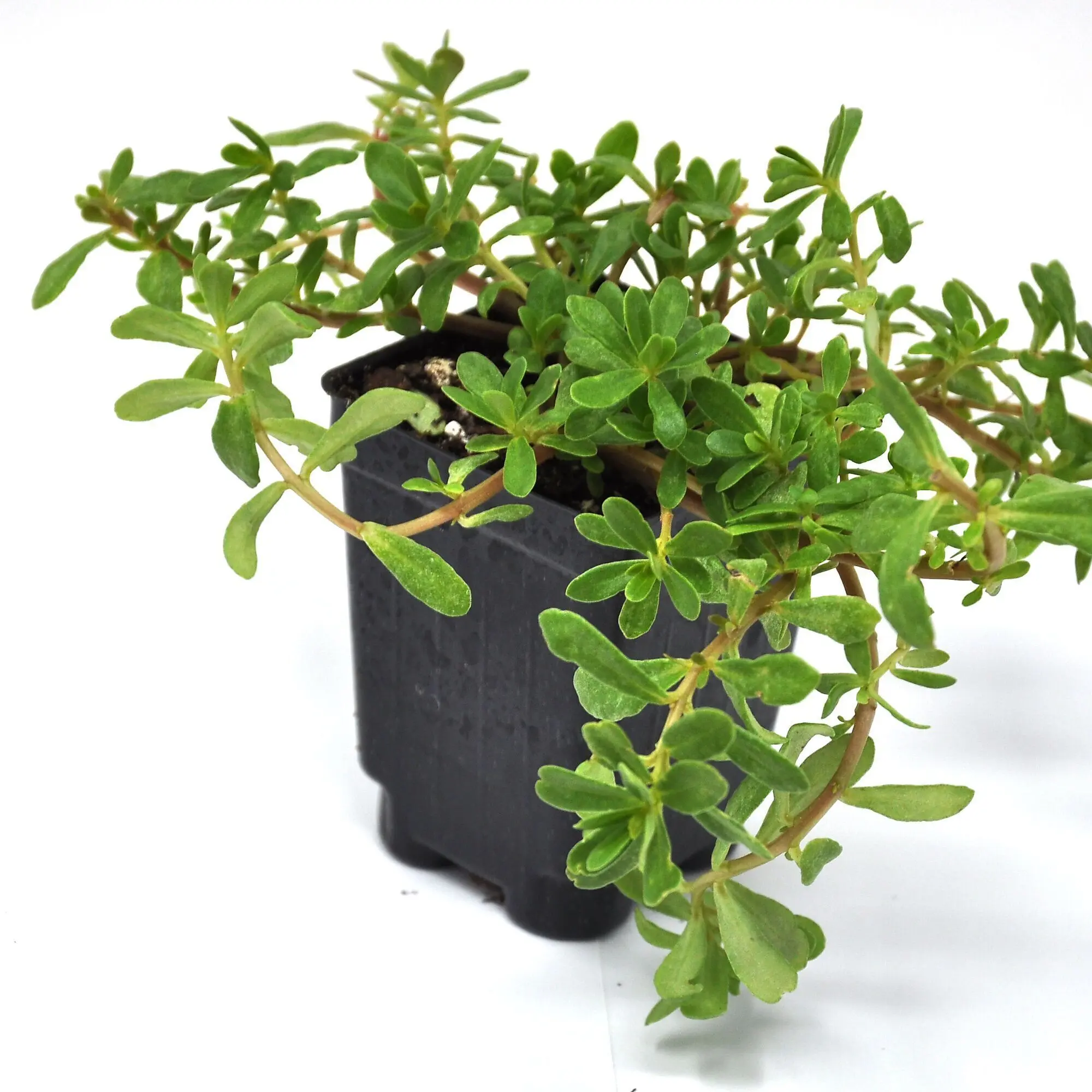 Portulaca oleracea Seaglass, Double Guava, Moss Rose, Flowering Plant