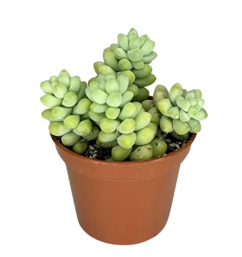 2" or 4" Donkey Tail – Sedum Morganianum – Choose Your Size – Live Plant