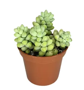 2" Donkey Tail Succulent – Sedum Morganianum -Live Plant
