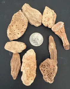 Queen Root