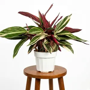 6" Stromanthe Triostar, Pet Friendly Live Houseplant, Indoor Plant