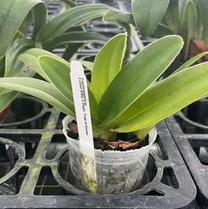 Paphiopedilum Enzan Kitttyx Paph. Tree of Enzan