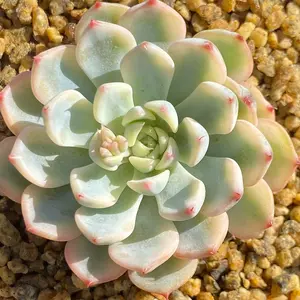 Echeveria Minima Variegated Imported Succulent