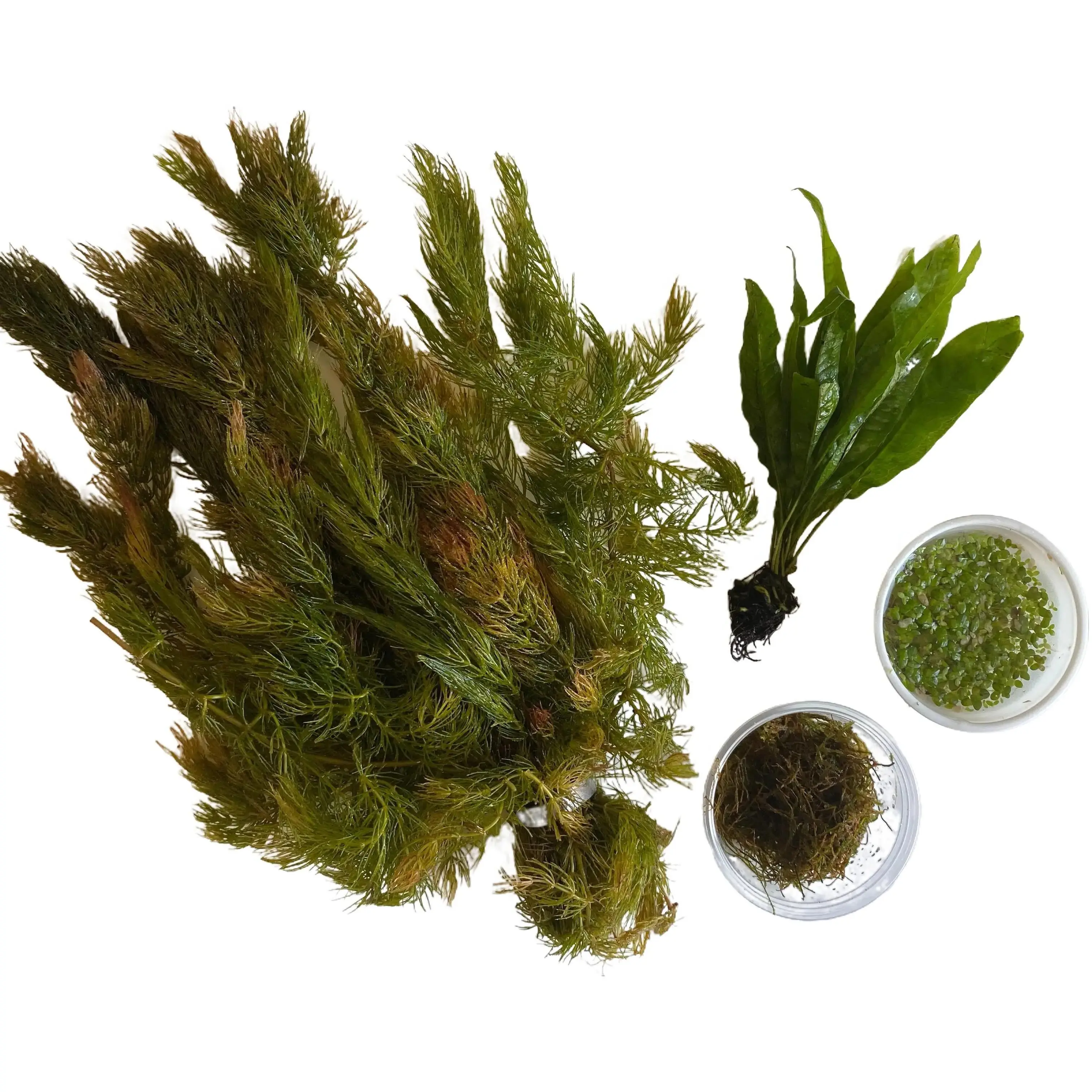 Goldfish Aquarium/Pond Live Plant Bundle-Hornwort, Java Moss, Duckweed, & Java Fern - Natural decor to provide food, shelter, and clean water for your