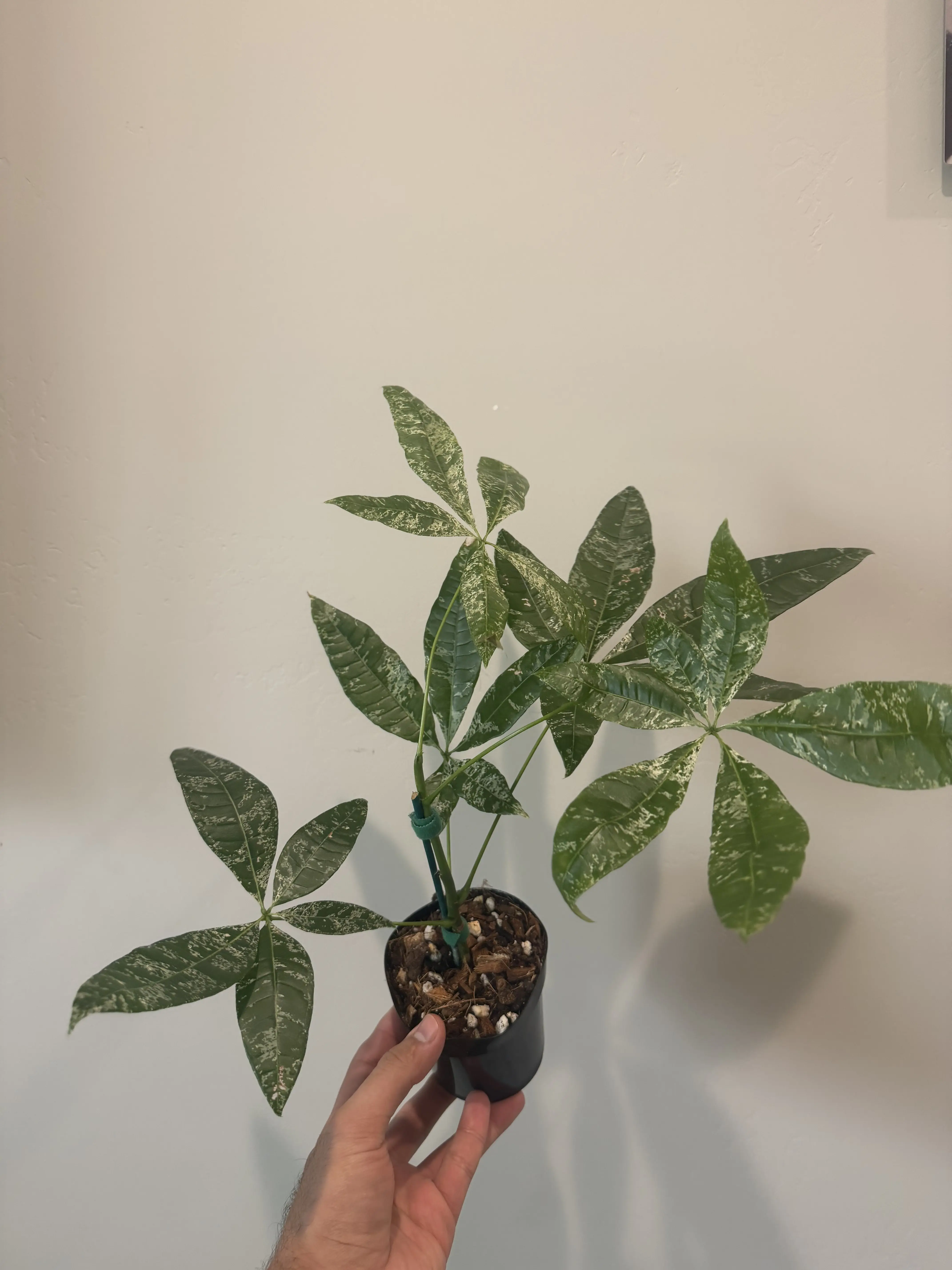 Rare Plant! 4'' Pachira glabra 'Milky Way' (Variegated Money Tree)