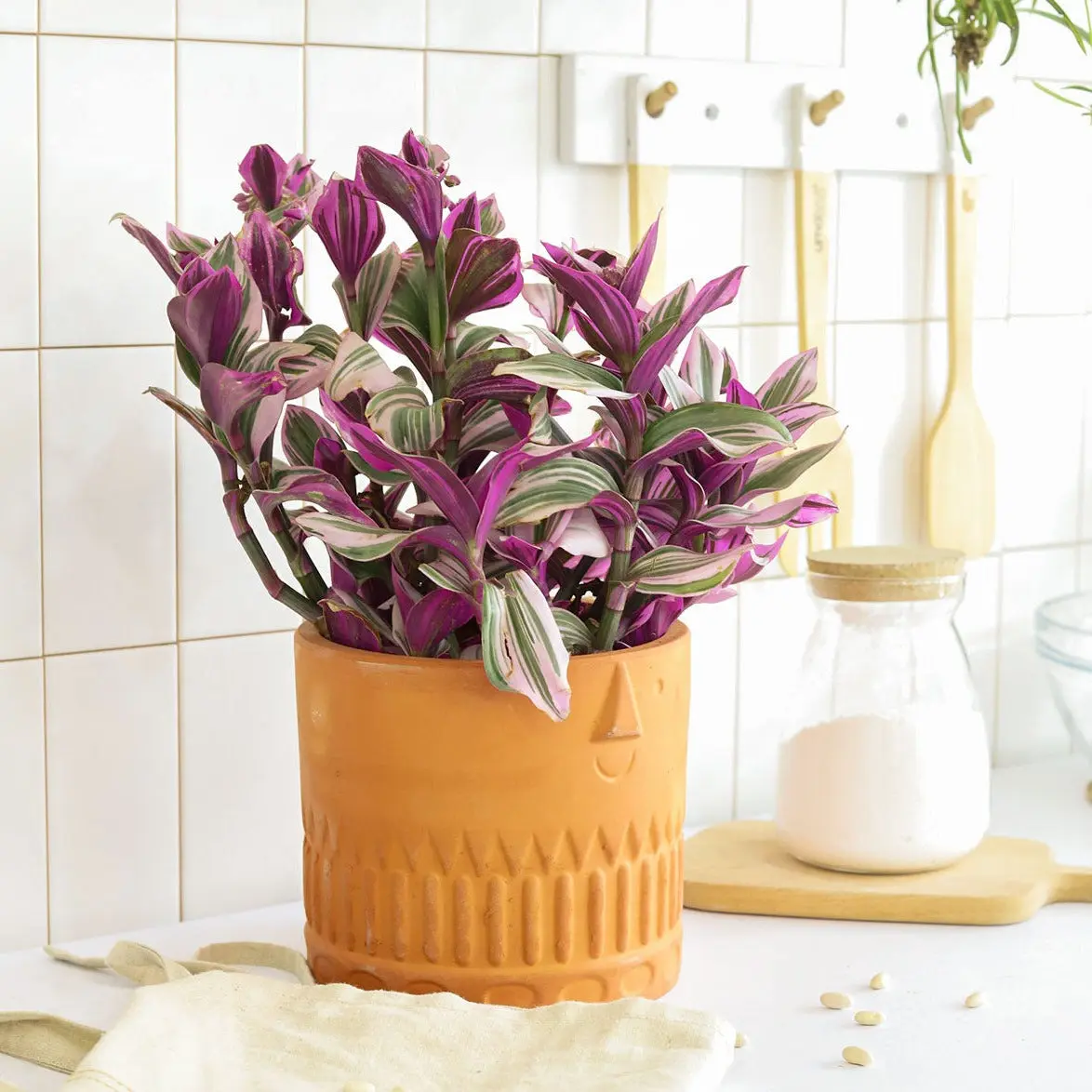 Tradescantia 'Nanouk'
