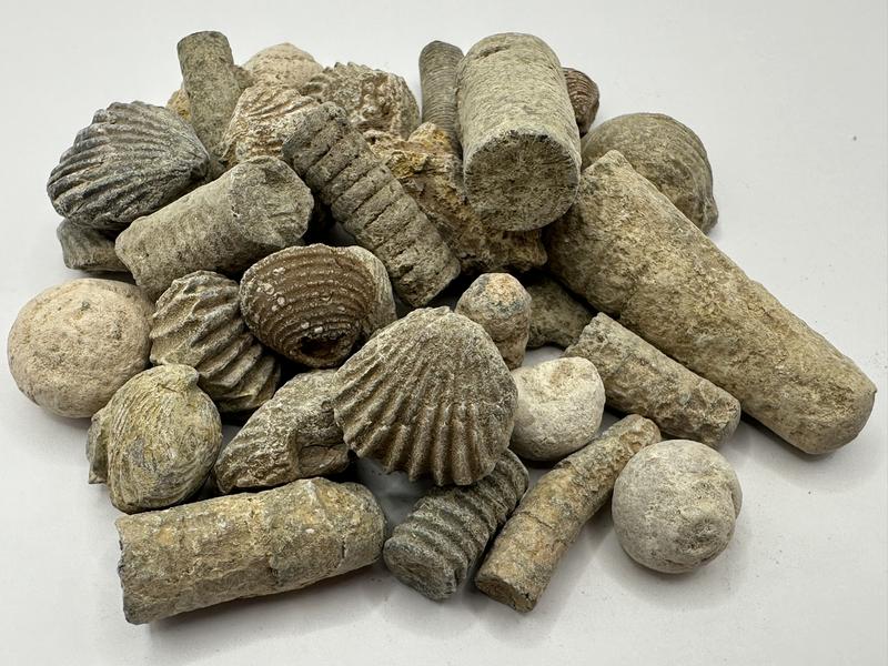 Fossil Mining Bucket - Gallon Bucket - 10-12 lbs Total - Over 12 Different Types of Fossils and Natural Crystals