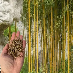50 Yellow Crookstem Bamboo Seeds