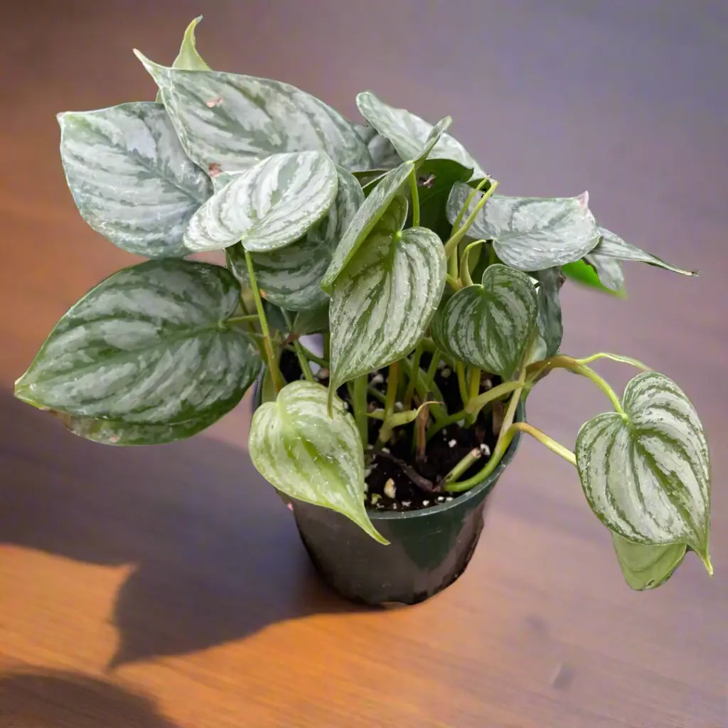 Philodendron 'Brandi' - TikTok Shop