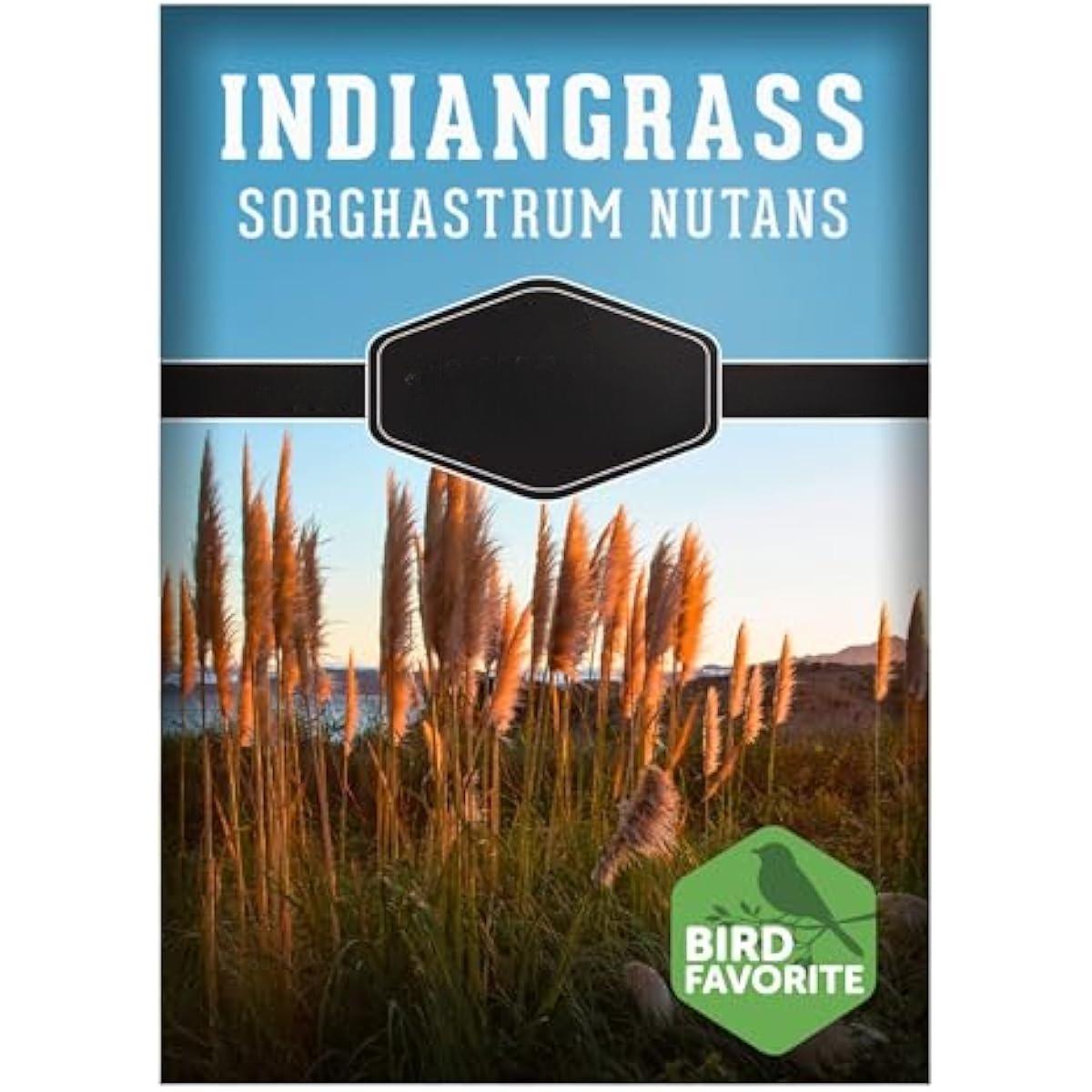 Indiangrass Seeds for Planting | Golden PrairPlant | Drought-Tolerant North American Native Grass - 1 Packie