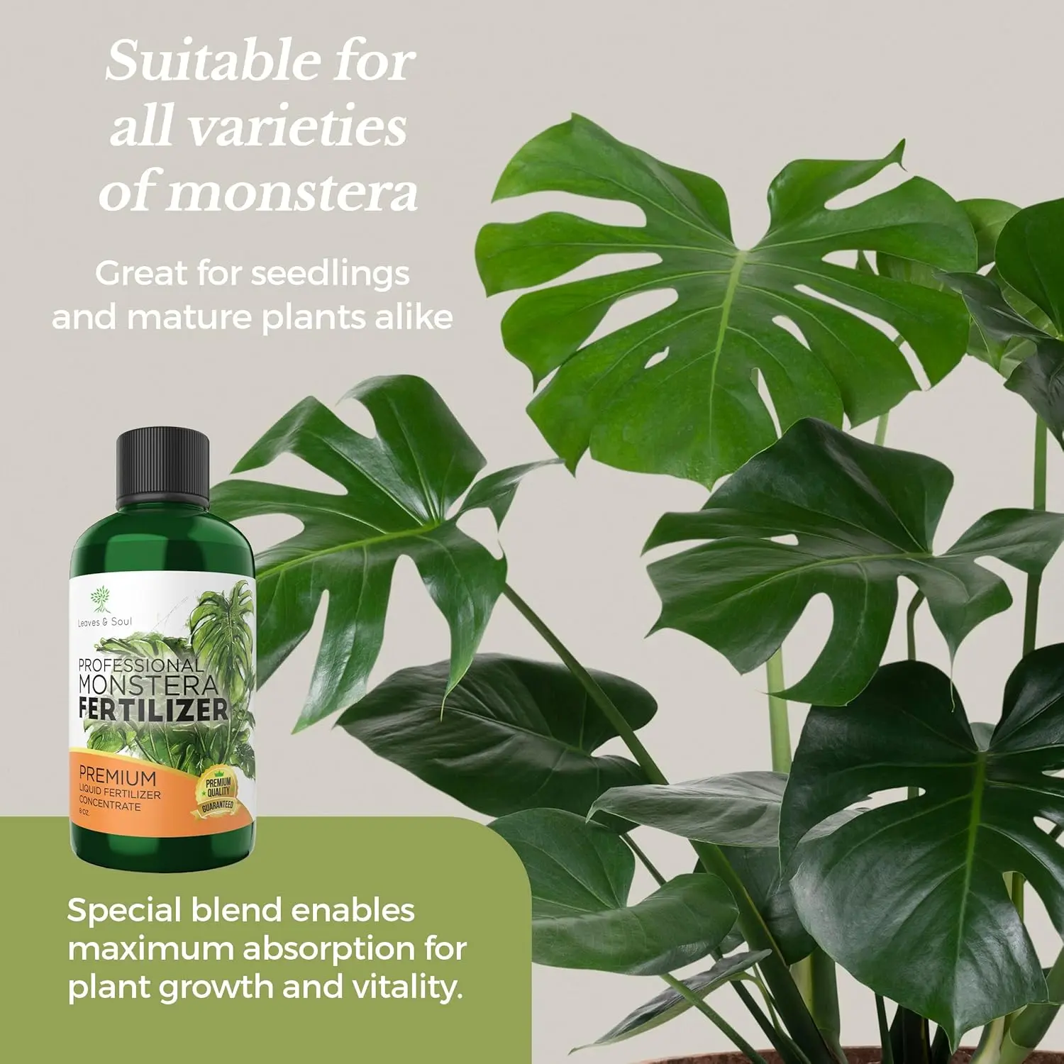 monstera künstliche pflanze Künstliche Monstera-Pflanze, 145 cm – Tannendiele BlumenGut Düsseldorf