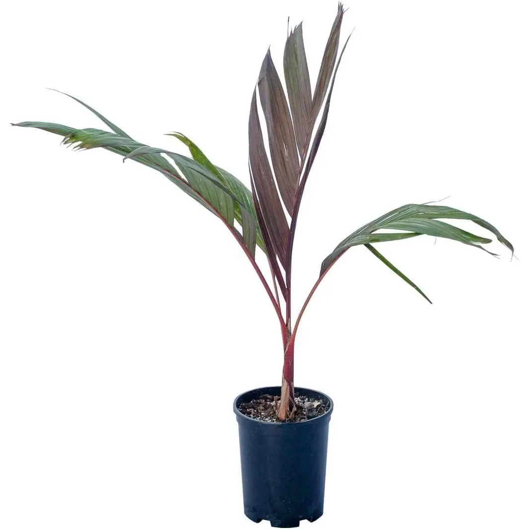 Maroon Crownshaft Palm Tree - Live Plant in a 3 Gallon Grower's Pot - Areca Vestiaria - Extremely Rare Ornamental Palms from Florida