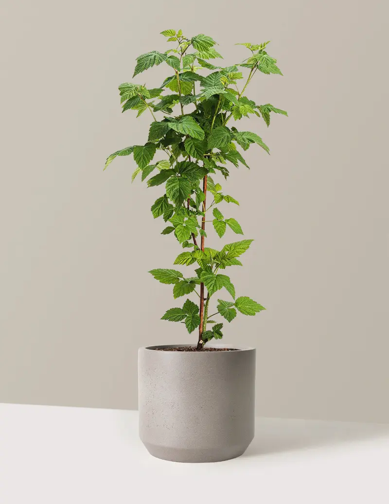buy yucca cane 4' Yucca Artificial Tree main image 1