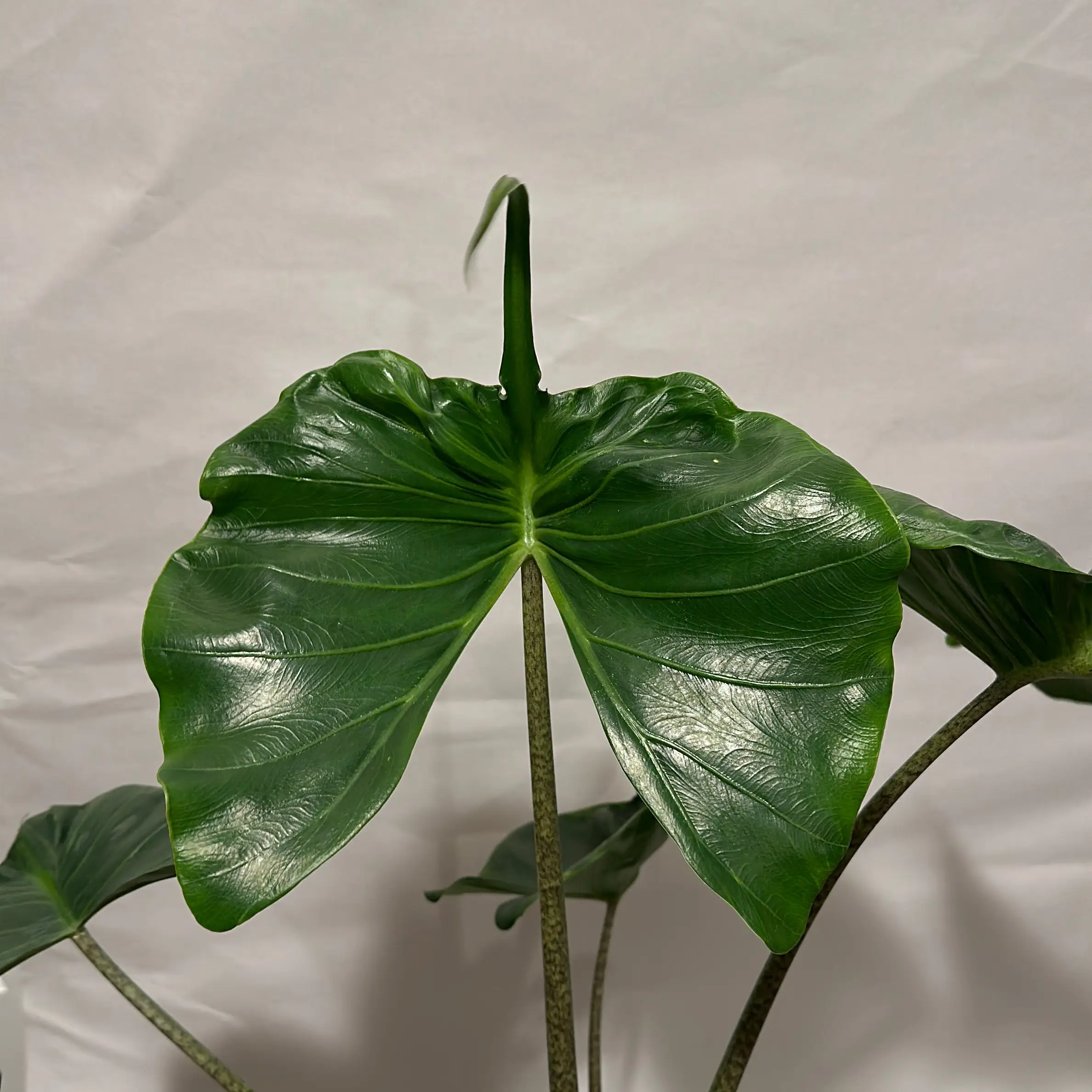 Xl Alocasia Stingray 6” Pot House Plant with Unique Tropical Leaves for Beginners - Indoor Decorative Plant