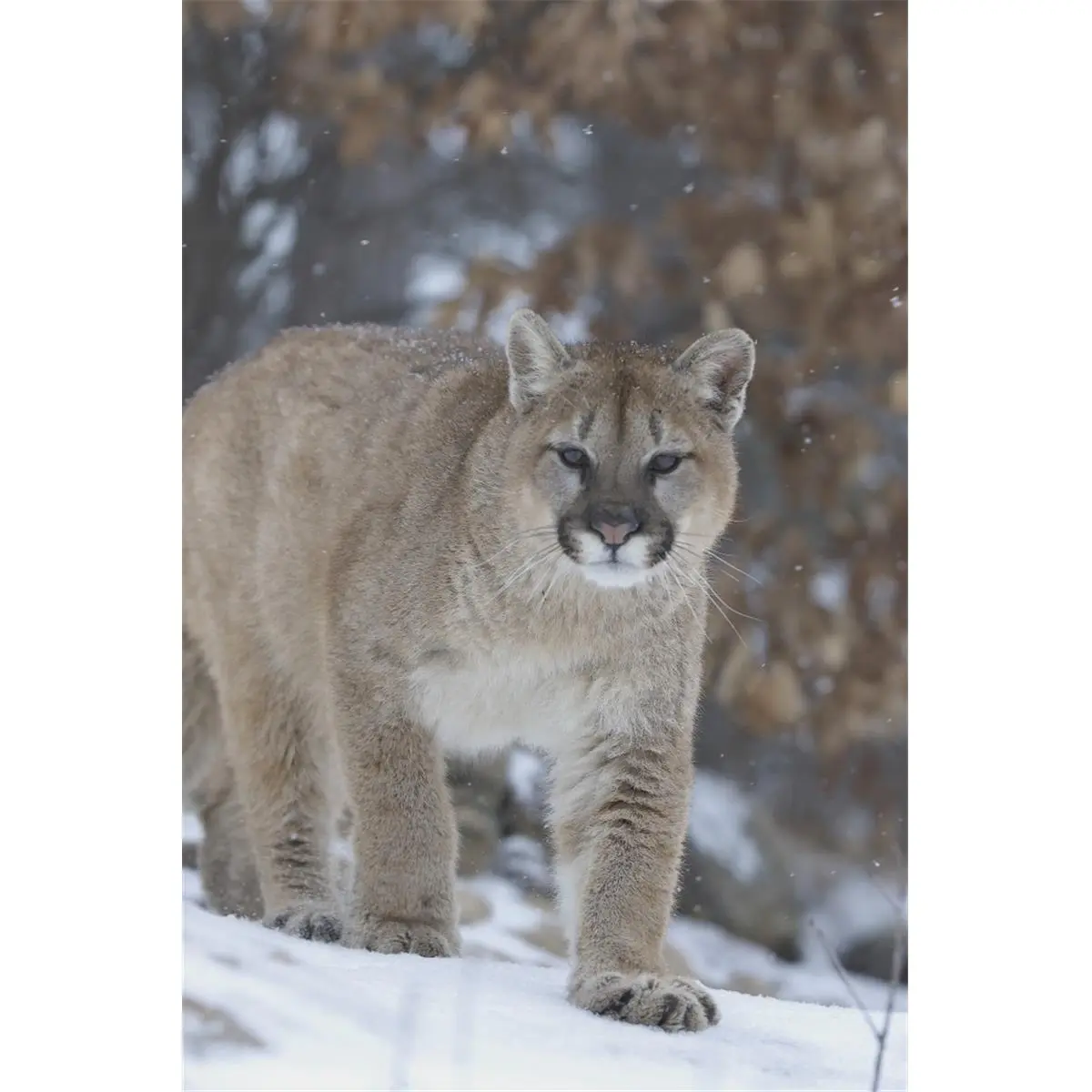 Cougar in Snowfall Poster Print by John Pitcher - 11 x 17