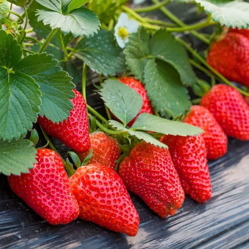 Heirloom Non-GMO Strawberry Seed Packet Fruit – Juicy, Sweet & Creamy Flavor, Fast Growing, High Yield, Beginner Friendly, Easy to Cultivate, Year-Round Planting, Balcony & Garden Suitable, Indoor/Outdoor Grow Fruit