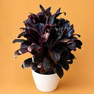 XL Cordyline ‘Rolly’ Live Indoor Plant – 8” Pot floor plant | Exotic Tropical Houseplant for Home Decor & Garden Spaces