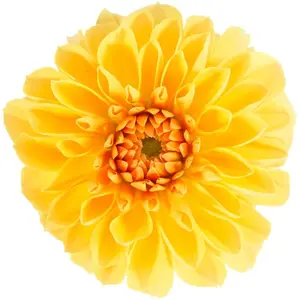 Dalina® Grande Romero Dahlia