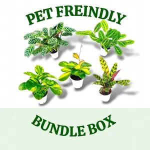 Pet Friendly Plant Box, 4 Inch Pots, Live Plant Pet Friendly Plant Box, 4 Inch Pots, Live Plant