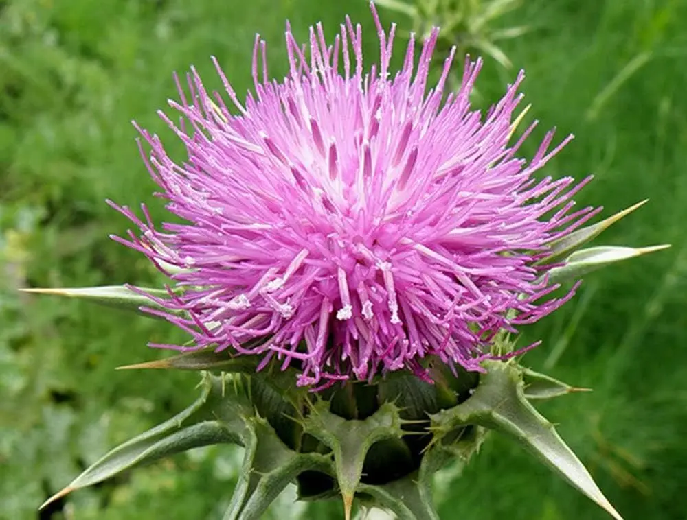 300 Milk Thistle Seeds for Planting Annual Flowering Plant Beautiful Plants Seeds , Open Pollinated