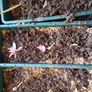 Greenhouse, Portable with Powder-Coated Steel Frame & Extended Bottom for Indoor & Outdoor Growing