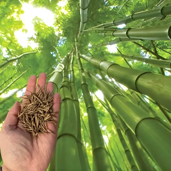 50 Giant Bamboo Seeds