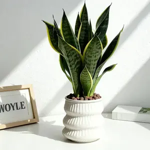 LZ07 Live Stream Exclusive Link Golden Margin Sansevieria 4" Live Indoor Plant with Upright Variegated Leaves, Small Tropical House Plant for Home and Office Spaces