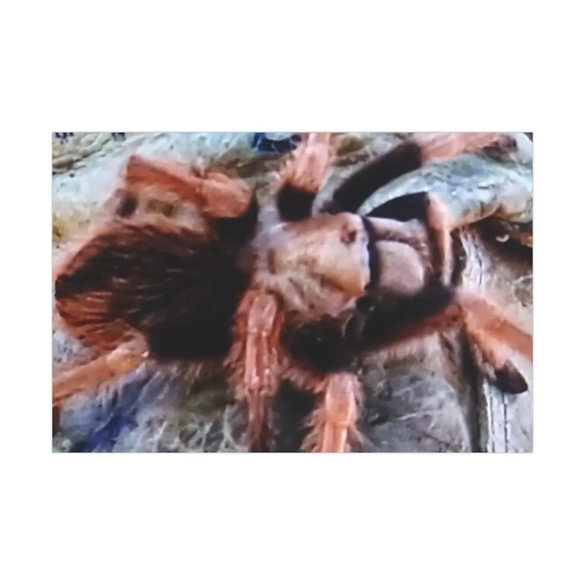 Gift Wrap Papers spider