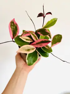 The new Hoya Carnosa Sport Variety, Hoya Flamingo Dream (Purple Pride), is a live plant in a 5-inch pot.