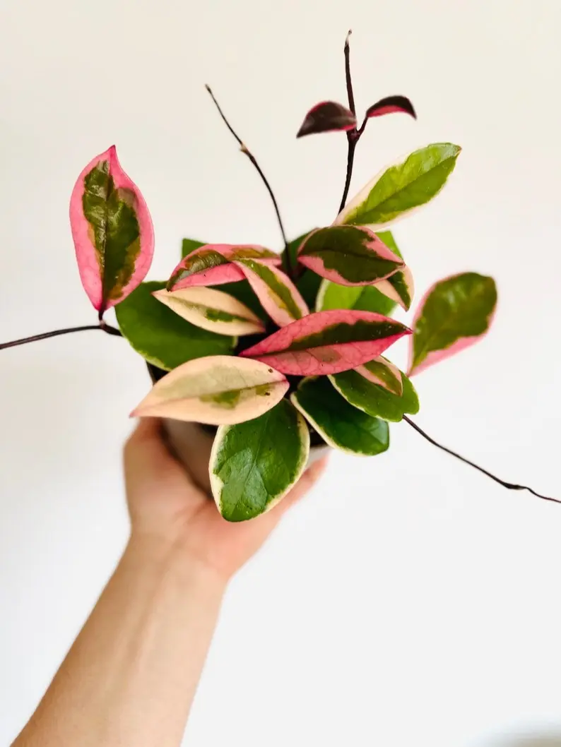 The new Hoya Carnosa Sport Variety, Hoya Flamingo Dream (Purple Pride), is a live plant in a 5-inch pot.