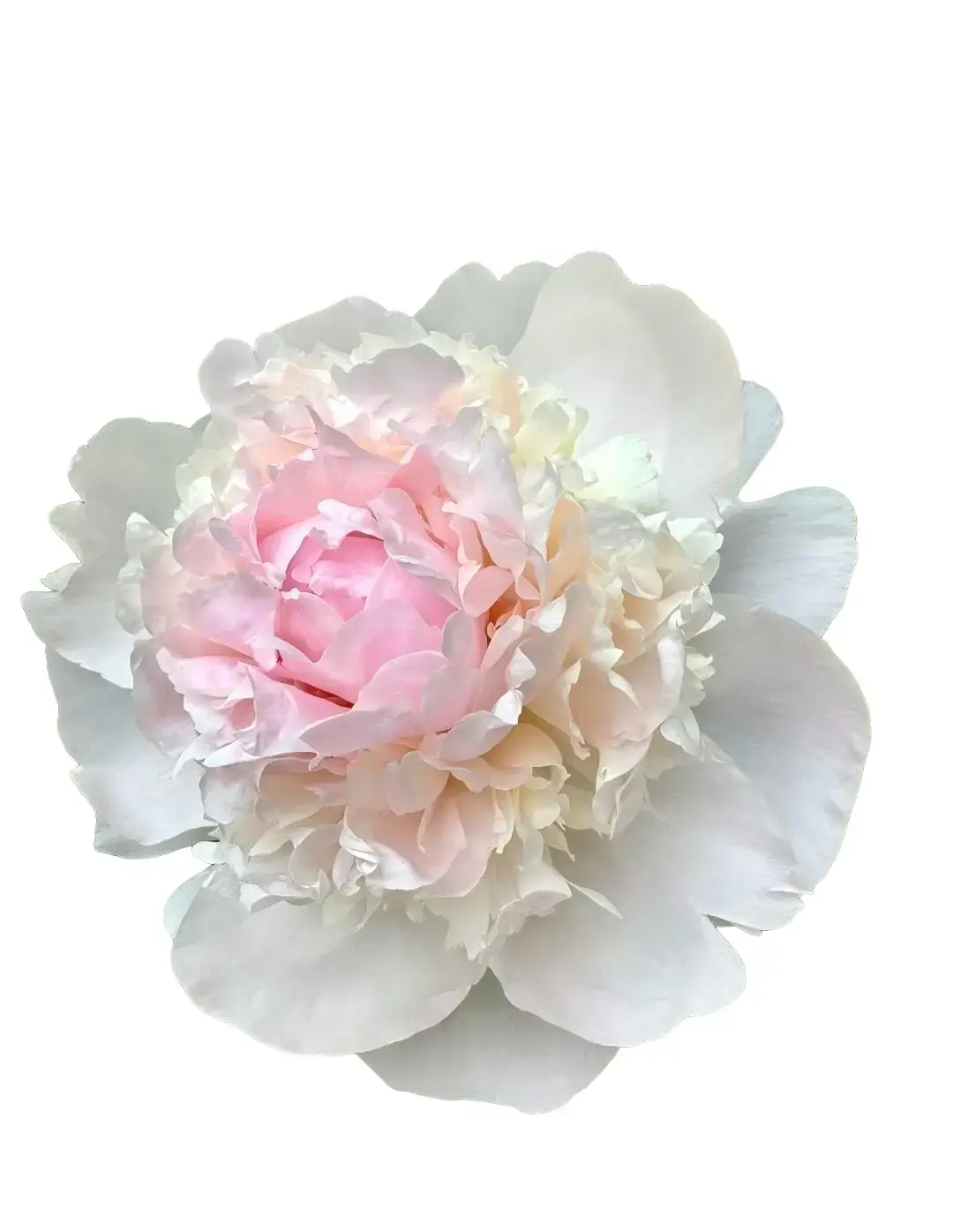 Peony Root Tubers - Double Large-Bloom Paeonia Lactiflora, Hardy Perennial Flowers for Yard and Garden
