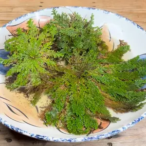 Rose of Jericho Rose