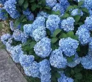 Nikko Blue Mophead Hydrangea