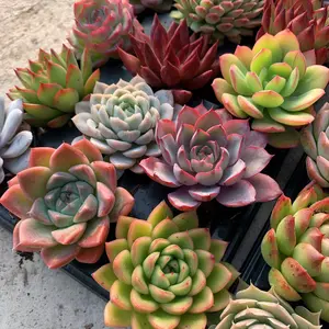 Rare Succulent Propagations 0.5–1.5 inch – 12/24pcs Premium Live Succulent Stems, Easy Care Indoor Décor Plants, DIY Garden & Unique Gift for Succulent Lovers