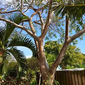 Gumbo Limbo Seedlings Tree Live Plant - 18"