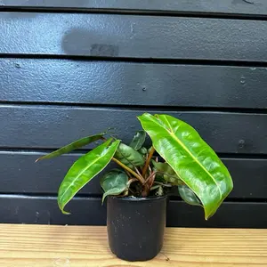 Philo Billie 4 Inch Plant Pot