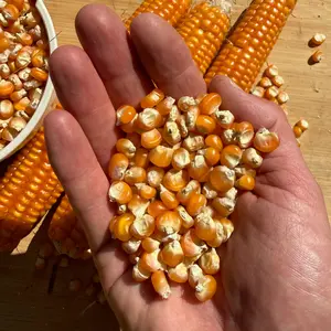Otto File Flint Corn Seeds for Planting: Eight Row Heirloom from the East Coast, Golden Yellow Kernels, Use for Polenta, Bulk Packets