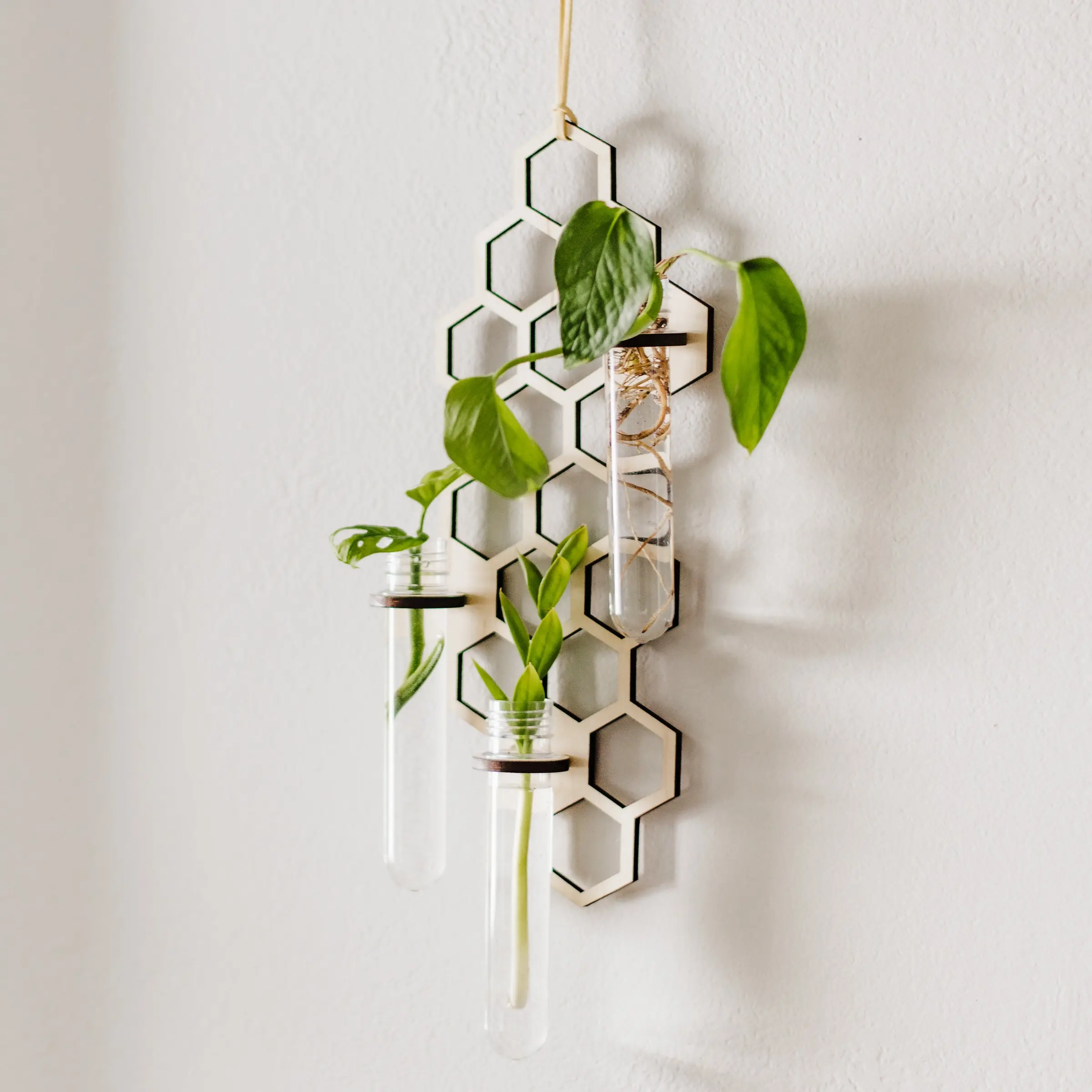 3 Tube Honeycomb Hanging Propagation Station indoor houseplant