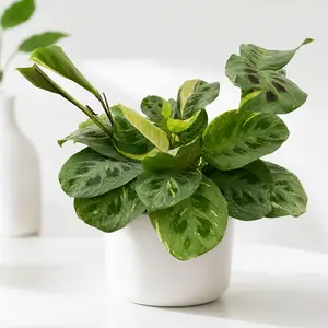Maranta Variegated 'Beauty Kim'