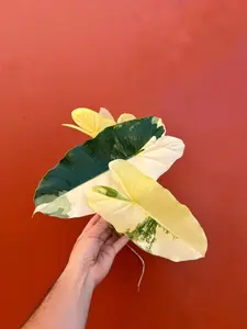 Variegated Burle Marx Philodendron Cutting | Air Roots w/ Nodes | Indoor & Outdoor Live Tropical House plant | Easy Care Starter Plant
