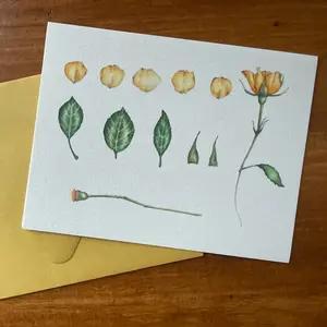 "Sections of a Rose" Greeting Card
