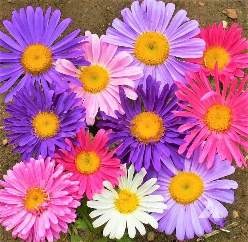 TomorrowSeeds - Single Mix China Aster Seeds -  Callistephus Chinensis Annual Daisy Asian Drought Tolerant Garden Flower Seed For 2024 Season