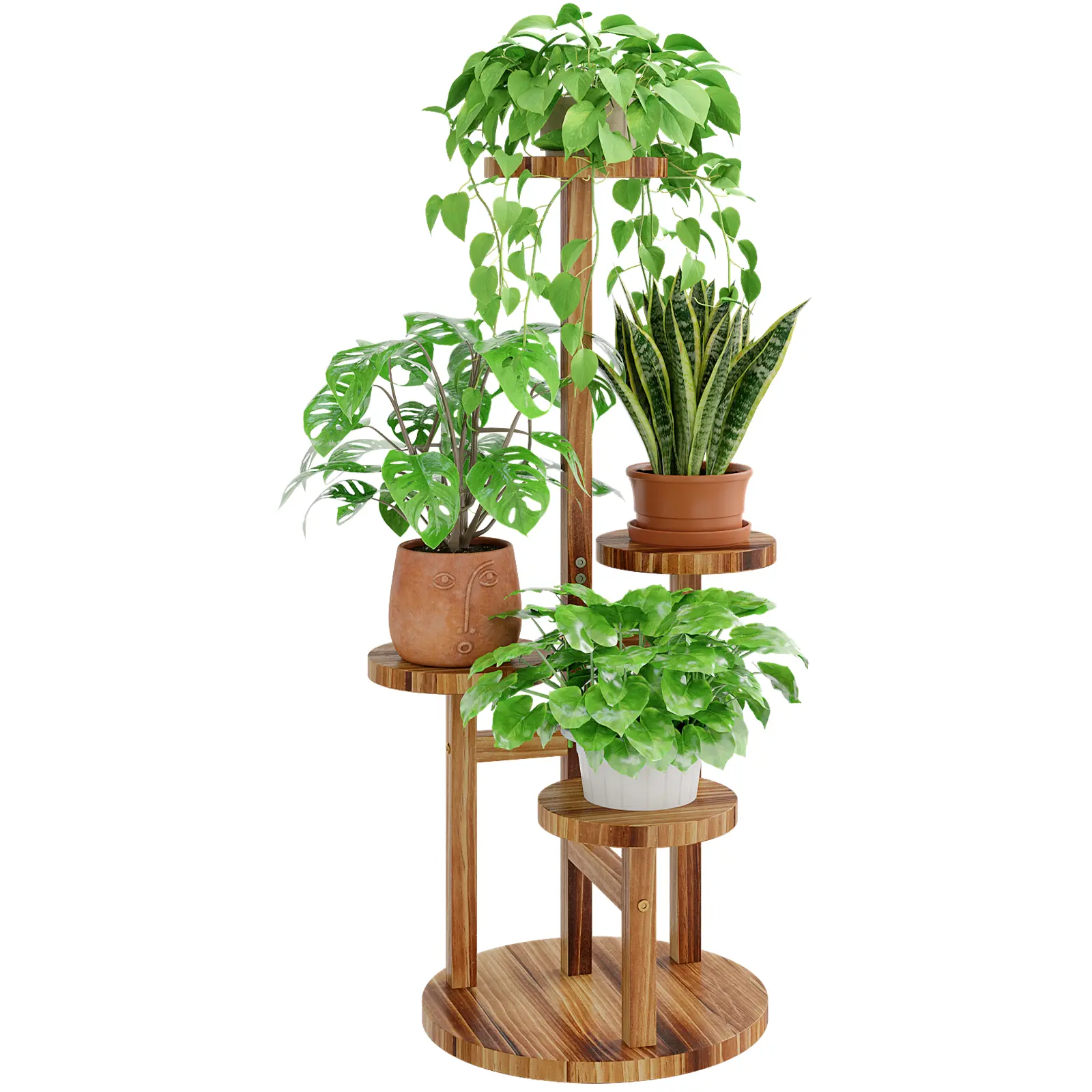 spider plant pot Spider Plant 'Fireflash' 6"
