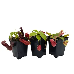 Nepenthes Starter Collection