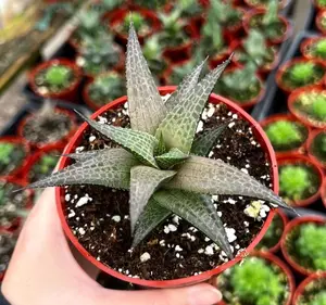 Live Haworthia Tessellata Plant - Haworthia Tessellata Succulent Plant - 4 Inch Pot