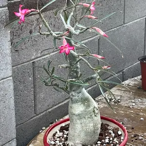 Arabicum socotranum nova Tanzania